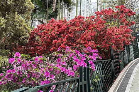 杜鵑花|香港動植物公園